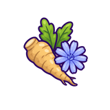 Chicory
