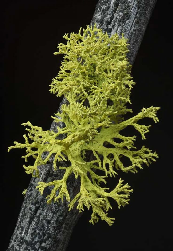 Vit D3 - Lichen