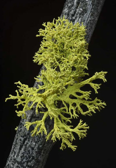 Vit D3 - Lichen