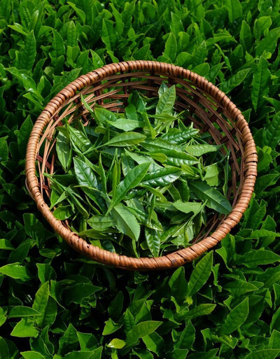 Green Tea 