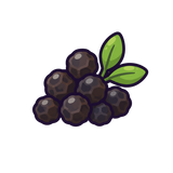 Black Pepper