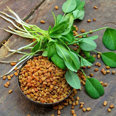 Fenugreek