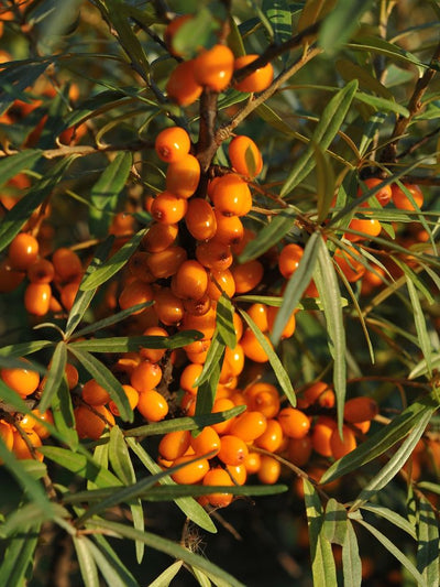Sea Buckthorn