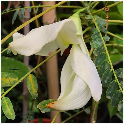 Sesbania
