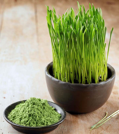 Wheatgrass